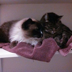 Meet your Posher, Paul